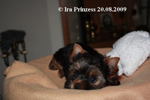 Ira Prinzess vom Hohenstein